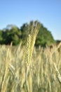 Wheat stalk close up, crop close up Royalty Free Stock Photo