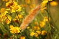 Wheat stalk in a field of flowers Royalty Free Stock Photo