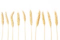 Wheat stalk in an isolated view Royalty Free Stock Photo