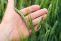 Wheat stalk in the palm of your hand Royalty Free Stock Photo