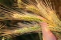 Wheat stalk in the palm of your hand Royalty Free Stock Photo