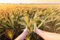 Wheat stalk in the palm of your hand Royalty Free Stock Photo