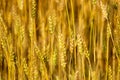 Wheat Stalks Royalty Free Stock Photo