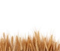 Wheat Stalks Boarder Royalty Free Stock Photo