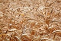 Wheat stalks, close-up Royalty Free Stock Photo