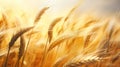 The Wheat Stalks Field: A Golden Opportunity