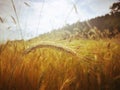 Wheat stalks in wheat field in the strong sun Royalty Free Stock Photo