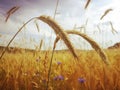 Wheat stalks in wheat field in the summer 4sun Royalty Free Stock Photo