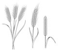 Wheat stalks illustrations set Royalty Free Stock Photo