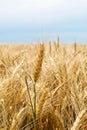 Wheat Stalks