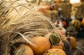 Wheat stalks and pumpkins Royalty Free Stock Photo