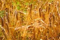 Wheat stalks on a summer sunny field