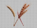 Wheat Stalks on Transparent Background Royalty Free Stock Photo