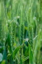 Wheat stem Royalty Free Stock Photo