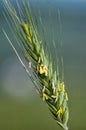 Wheat stem Royalty Free Stock Photo