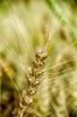 Wheat stem Royalty Free Stock Photo