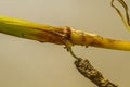 Diseased wheat stem Royalty Free Stock Photo