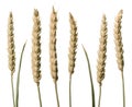 Wheat stems Royalty Free Stock Photo