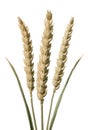 Wheat stems Royalty Free Stock Photo