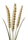 Wheat stems