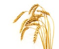 Wheat stems, isolated Royalty Free Stock Photo