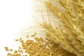 Wheat Stocks and Grain Royalty Free Stock Photo