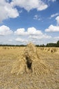 Wheat stooks in corn field at harvest time Royalty Free Stock Photo