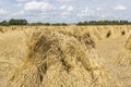 Wheat stooks in corn field at harvest time Royalty Free Stock Photo