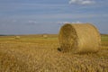 Wheat straw bales in a field