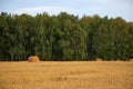 Wheat Straw Roll, Field, Green Trees, Blue Sky, Farming, Growing, Harvesting