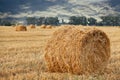 Wheat straw rolls on the field