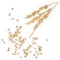 Wheat straw on white Royalty Free Stock Photo