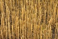 Wheat stubble close up, cut wheat stalks Royalty Free Stock Photo