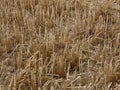 Wheat stubble close up Royalty Free Stock Photo