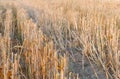 Wheat Stubble Close-up Royalty Free Stock Photo