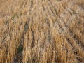 Wheat stubble after harvest