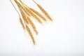 The ears of wheat on a white background.