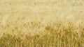 Closeup of golden yellow wheat waving in the wind