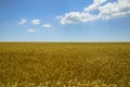 Wheat Summer Field Royalty Free Stock Photo