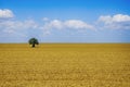 Wheat Summer Field Royalty Free Stock Photo