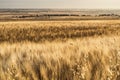 Wheat in summer yellow field