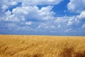Wheat in summertime Royalty Free Stock Photo