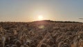 Wheat with the sun behind