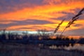 Wheat at sunet