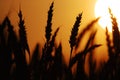 Wheat at sunset 03