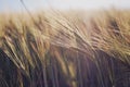 Wheat at sunset