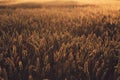 Wheat in sunset light in summer