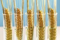 Wheat in test tubes genetically modified food concept Royalty Free Stock Photo