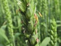 Wheat (Triticum aestivum) anthers, the wheat is in bloom.