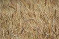 Wheat Triticum aestivum Crop Ready to Harvest Closeup Shot Royalty Free Stock Photo